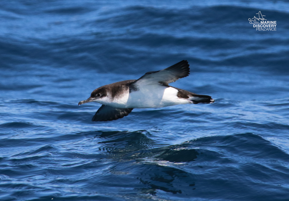 A shearwater bird flying low over the ocean surface.