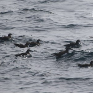 Several shearwaters swimming on choppy water.