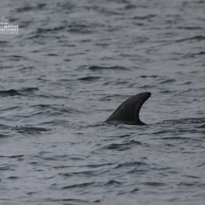Dorsal fin of a dolphin emerging from the ocean surface.