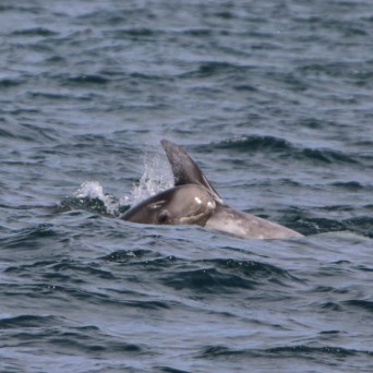 Dolphin surfacing in the ocean, partially visible above water.