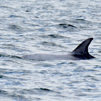 Dolphin fin emerging from the water surface in the ocean.