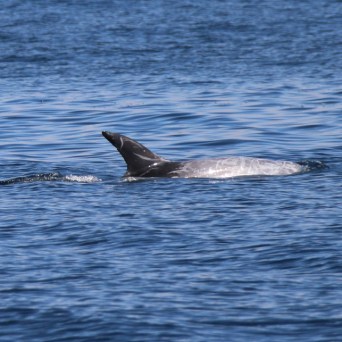 Dolphin swimming near the ocean surface with ripples in the water.