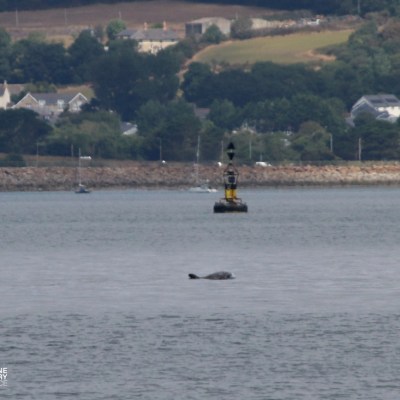 Seal swimming near buoy in calm water with coastline in background.