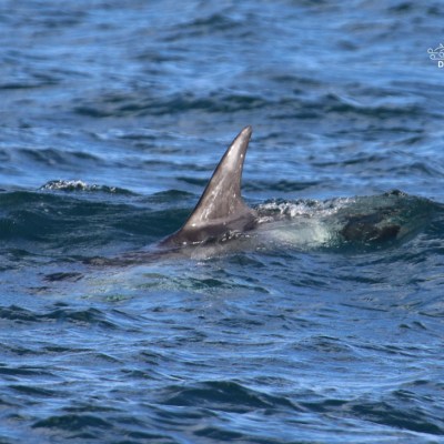 Dorsal fin of a dolphin above the ocean's surface.