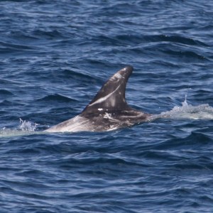 Fin of a marine animal, possibly a dolphin, rising above the ocean surface.