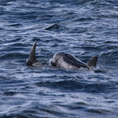 Close-up of a dolphin pair swimming in wavy ocean water.