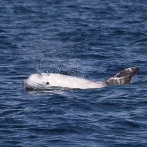 Risso's dolphin surfacing in the ocean, water splashing.