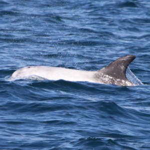 A white marine mammal partially submerged in blue ocean water.