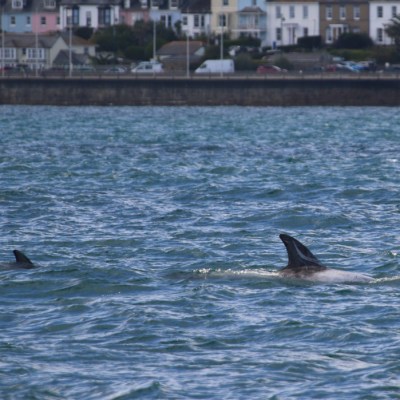Two dolphins near the water surface with houses in the background.