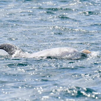 Dolphin swimming partially submerged in the ocean.