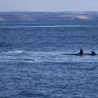 Whales swimming in the ocean with distant coastline in the background.