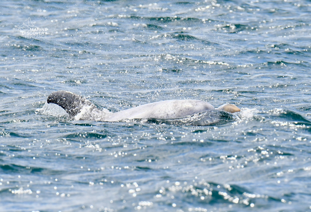 Dolphin swimming on the surface of the ocean, partially submerged.
