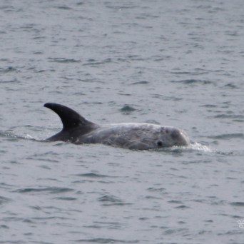 A dolphin swimming in the sea with a visible dorsal fin.