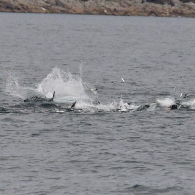 Group of tuna swimming and splashing in the ocean.