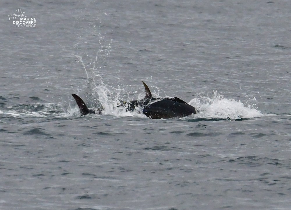 Bluefin tuna breaking the water surface in the ocean.