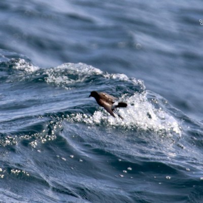 Bird skimming over ocean waves near Marine Discovery Penwith.