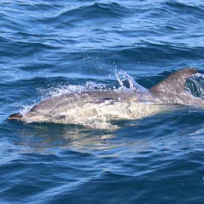 Dolphin swimming in blue ocean waters with gentle waves.