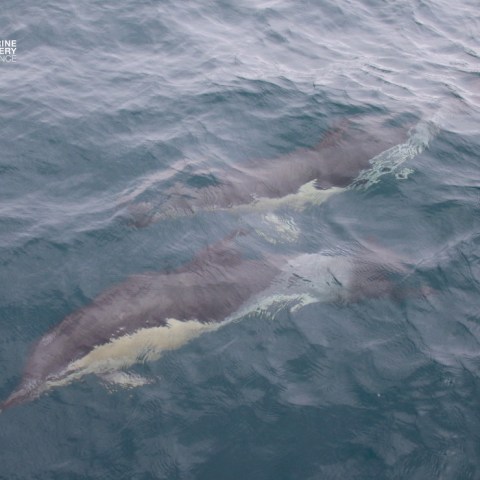 Two dolphins swimming underwater in clear blue ocean.