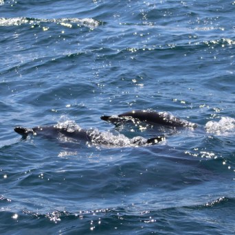 Three dolphins swimming together in the ocean.
