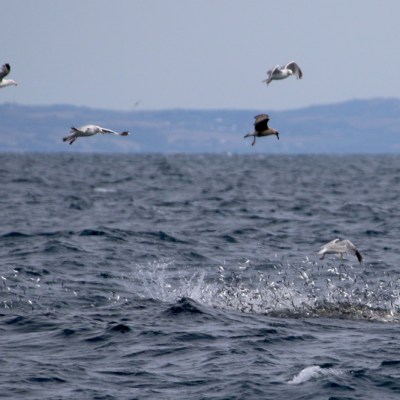 Seagulls flying over ocean waves with distant shoreline.