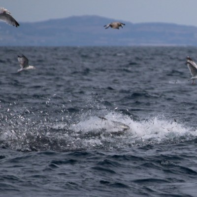 Seabirds flying over a choppy ocean surface with distant hills in background.