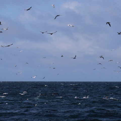 Many seabirds flying over a vast ocean under a cloudy sky.
