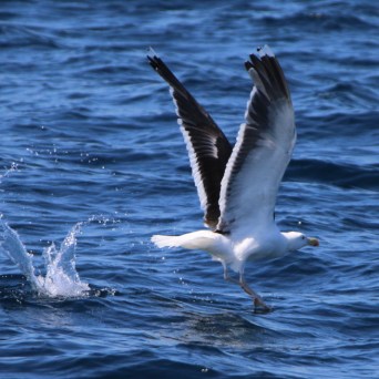 Seagull taking off from ocean with wings spread and water splashing.