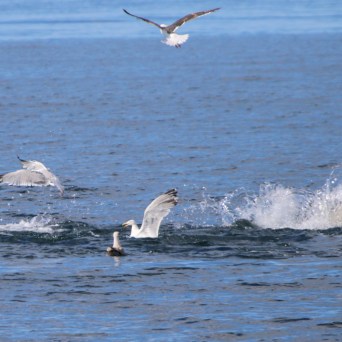 Seagulls flying and diving over ocean waves with splashes.