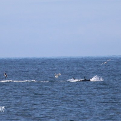 Ocean scene with tuna swimming and birds flying above the water.