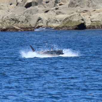 A tuna swimming near the rocky shore in blue ocean water.