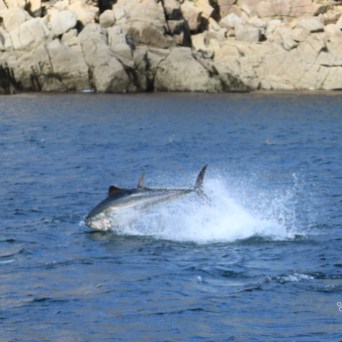 Fish leaping from water near rocky shore on a sunny day.