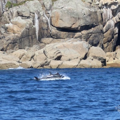 Tuna swimming near rocky shoreline with a cave.
