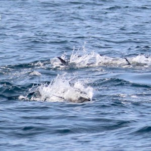 Bluefin tuna swimming and splashing in ocean water.