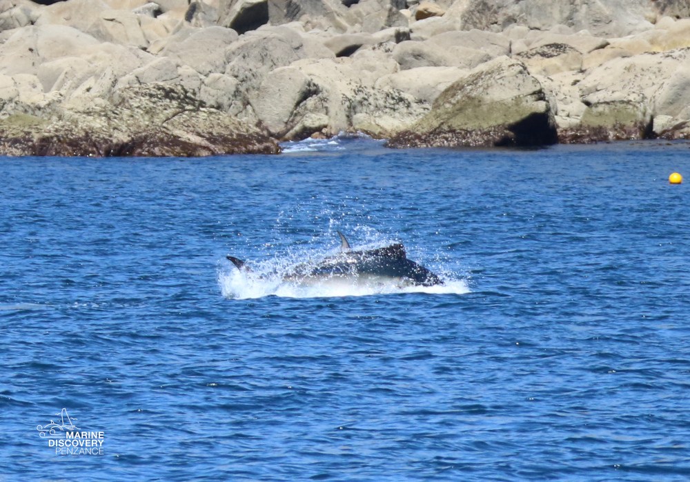 Tuna jumping out of the water near rocky shore