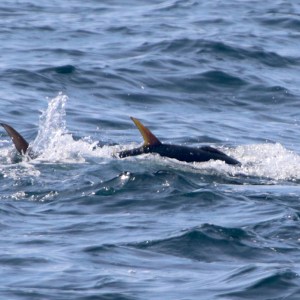 Two dorsal fins above water surface in the ocean.