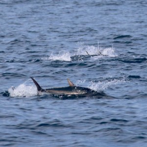 Fins of fish breaking the ocean surface amid splashes.