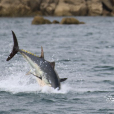 Fish leaping out of water near rocky shoreline.