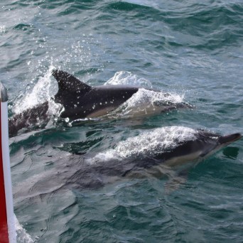 Two dolphins swimming alongside a boat in the ocean.