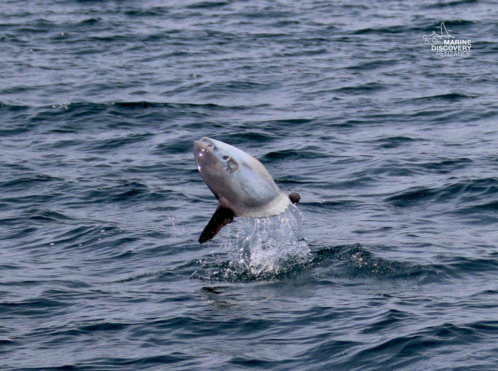 Fish leaping out of the ocean water.