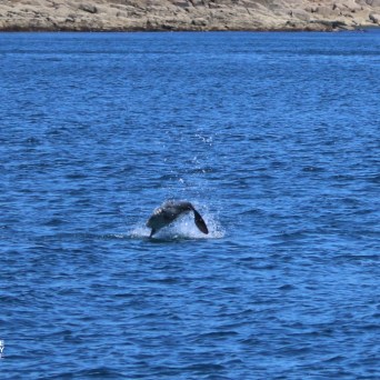 Sunfish jumping in the ocean near rocky shore.