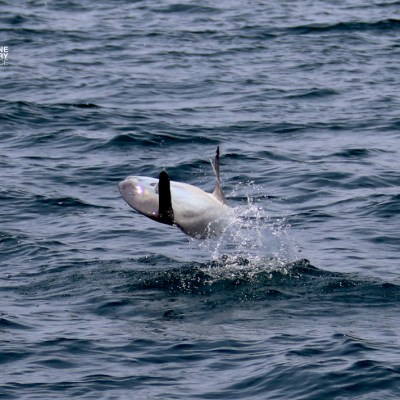 Dolphin flipping in the ocean water with visible splash.