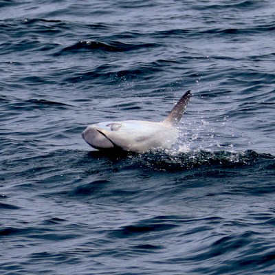 Sunfish fin slicing through ocean waves.