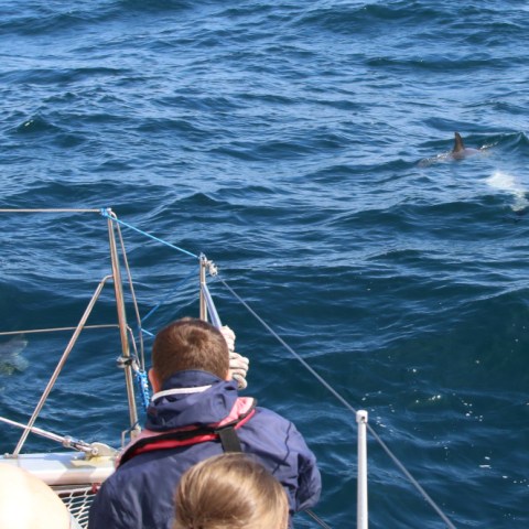 People on a boat observing dolphins in the ocean.