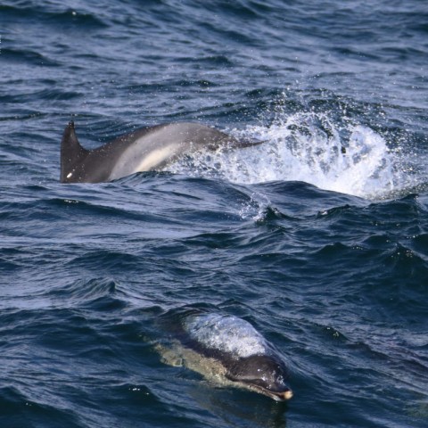 Two dolphins swimming in choppy ocean water.