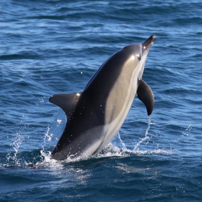 A dolphin leaping out of the water in the ocean.