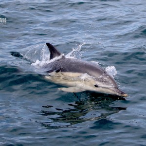 Dolphin swimming in the ocean with surface ripples.