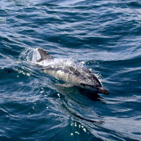 Dolphin surfacing in choppy ocean waters with ripples and splashes.
