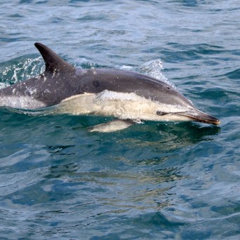 A dolphin swimming at the ocean's surface, with visible ripples and splashes.