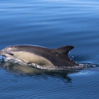 A dolphin swimming in calm blue water.