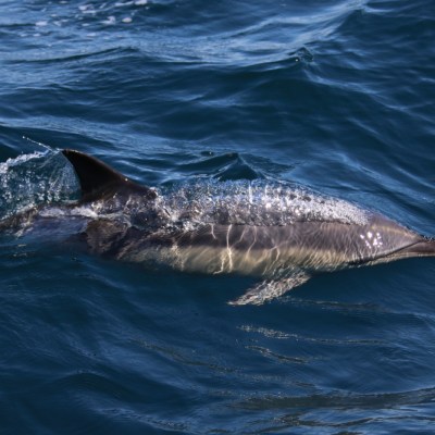 Dolphin swimming near the ocean surface with visible dorsal fin and water splashes.